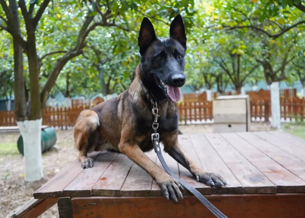 antalyanin ilk canli arama sertifikali kopegi tina yiKE1xZP.jpg