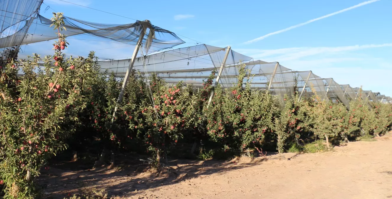 ispartada elma rekoltesi dustu xPb6qIsY.jpg