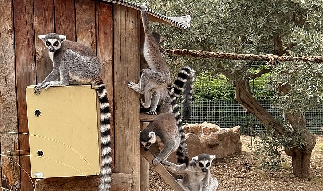 izmir dogal yasam parkinda davranis zenginlestirme atolyesi 4ISZeAQ8.jpg