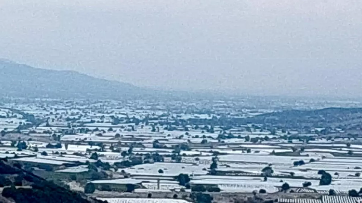 sarigolde uzum ureticileri ihracat icin hasada cagri iyi tgLYpx3J.jpg