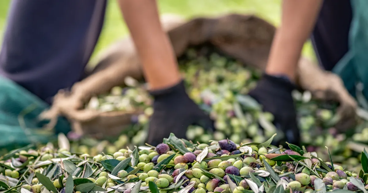 sofralik zeytin ihracatinda 255 milyon dolarlik tarihi rekor 3k2BGsRs