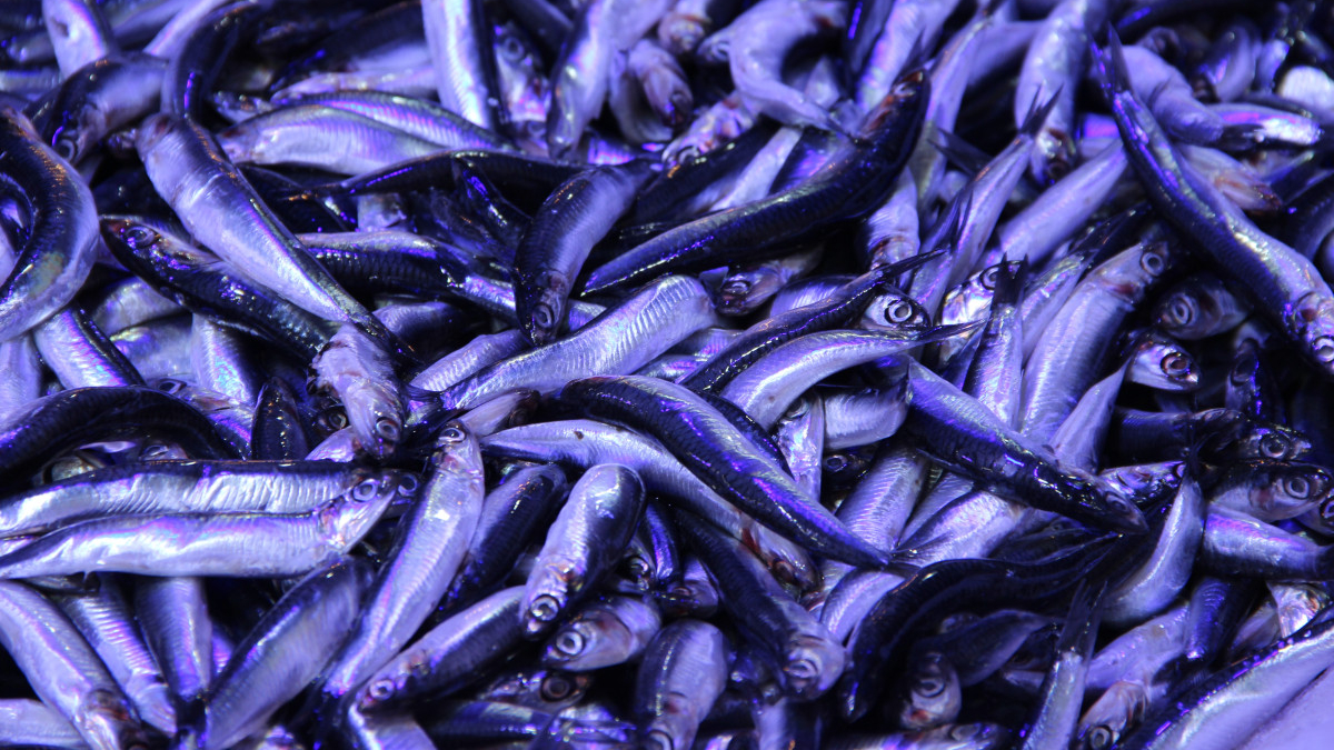 corumda hamsinin kilosu 40 liraya dustu kuyruk olustu 4ScYxcy6.jpg