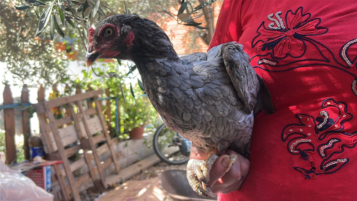 hatayda mavi yumurtalayan tavuklara gozu gibi bakiyor j2IGV2OV.jpg