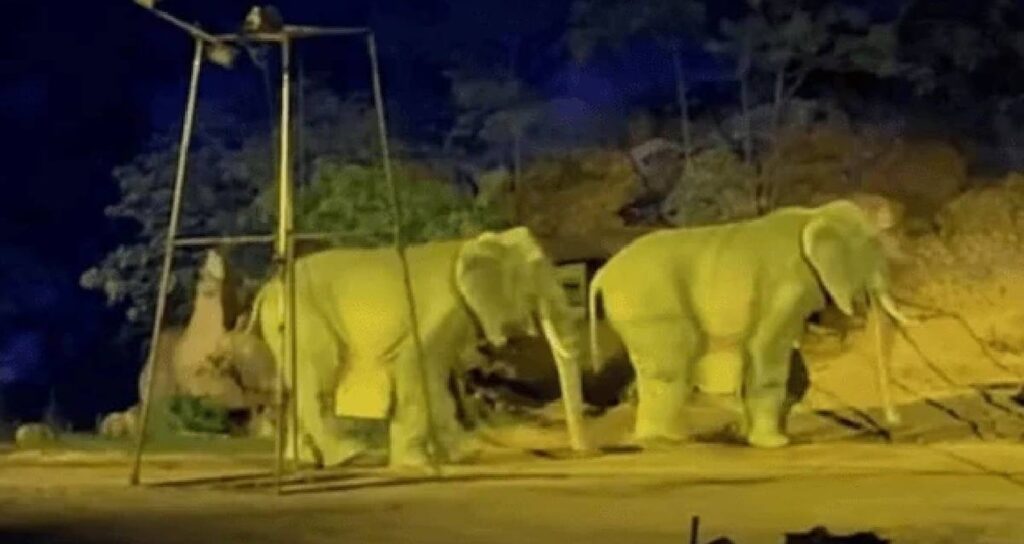 calisanlari-fil-diye-halka-yutturmuslar-Rpi5F7LV