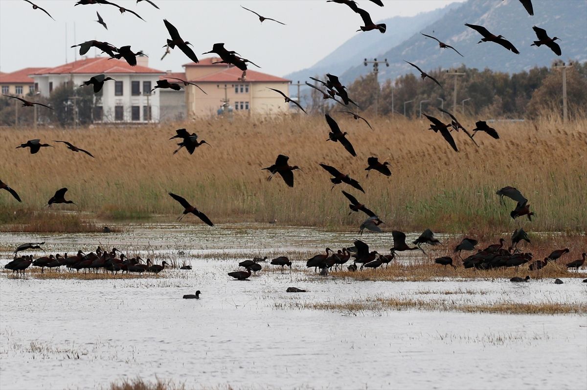 Milleyha Sulak Alanı: Göçmen Kuşların Cenneti
